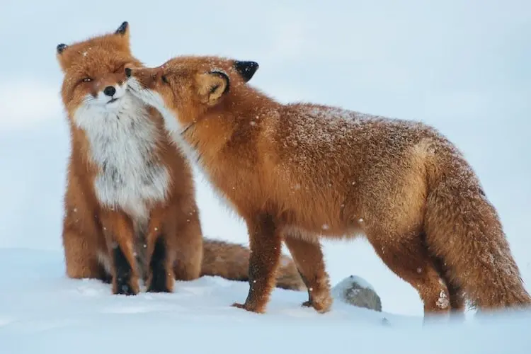 kiss-foxes