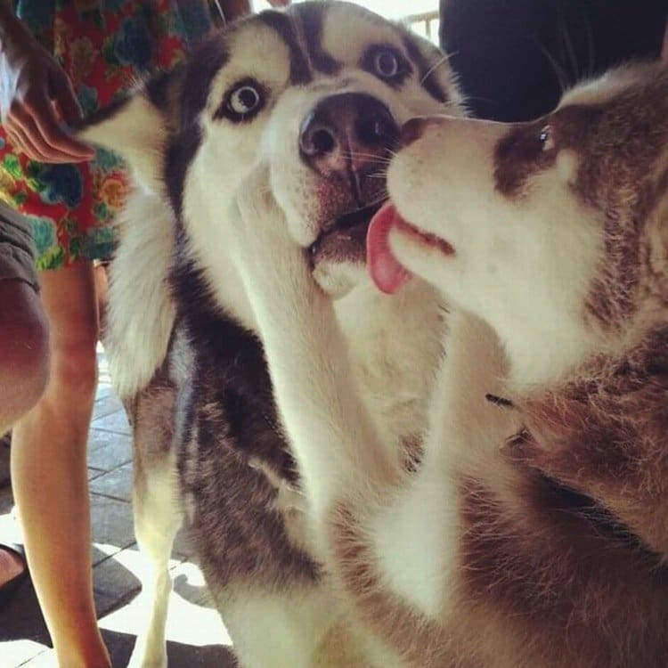 kiss-husky