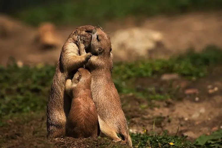 kiss-meerkats