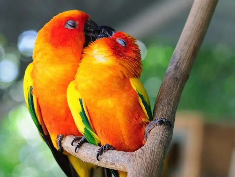 couple parrot