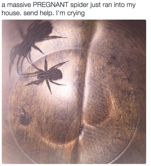 living-alone-problems-spider