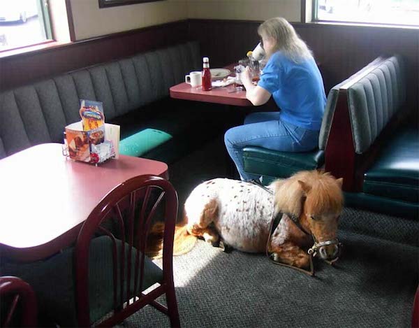 mini horse applebees