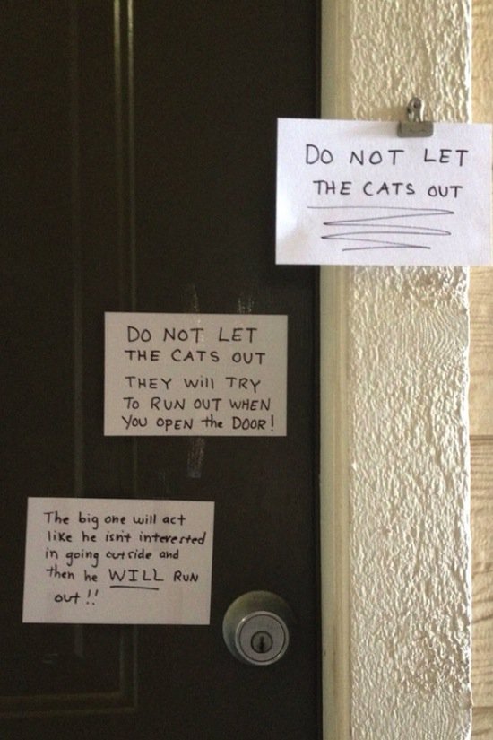 neighbors-cats