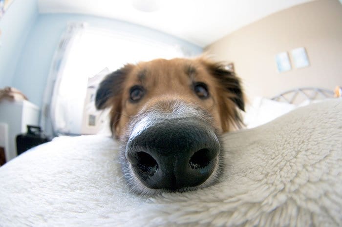 nosy-dogs-bed