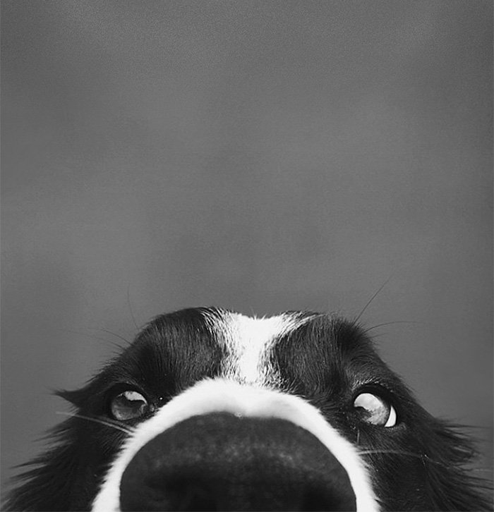 nosy-dogs-collie