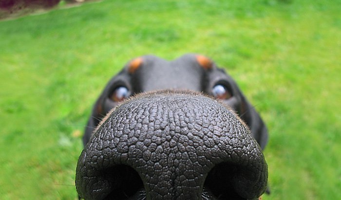 nosy-dogs-dobe