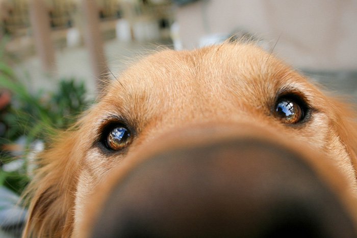 nosy-dogs-eyes