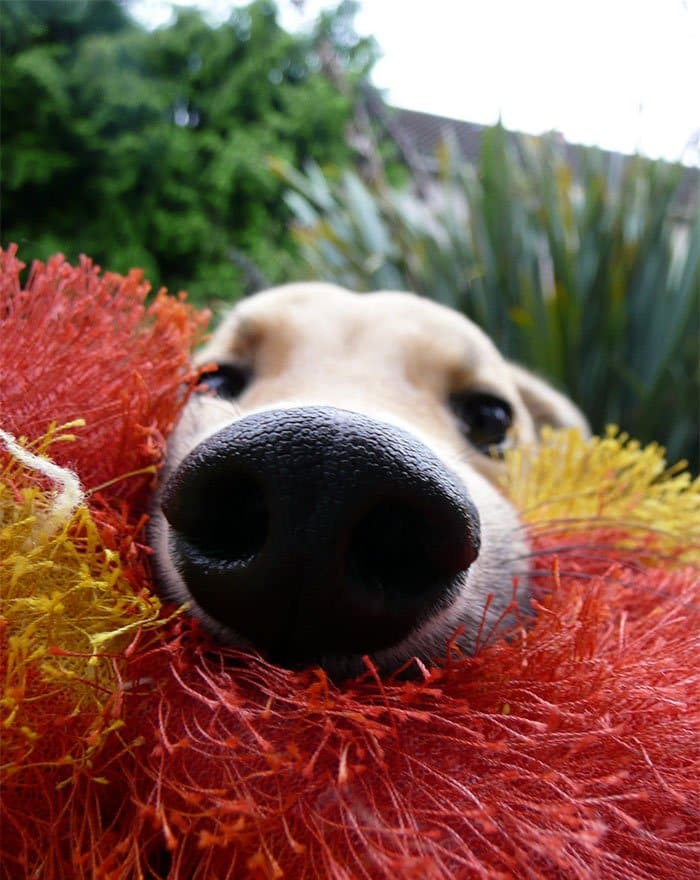 nosy-dogs-floyd