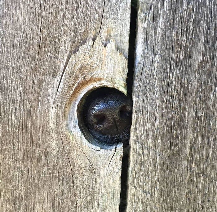 nosy-dogs-hole
