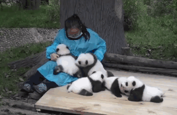 panda-baby-gif-resized