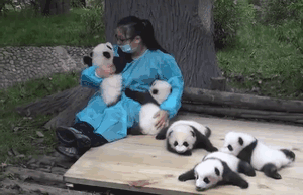panda-hugger-gif-resized