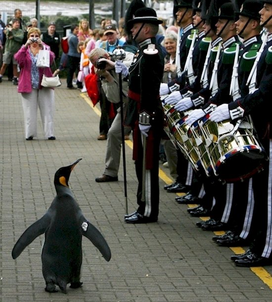 pictures-question-penguin