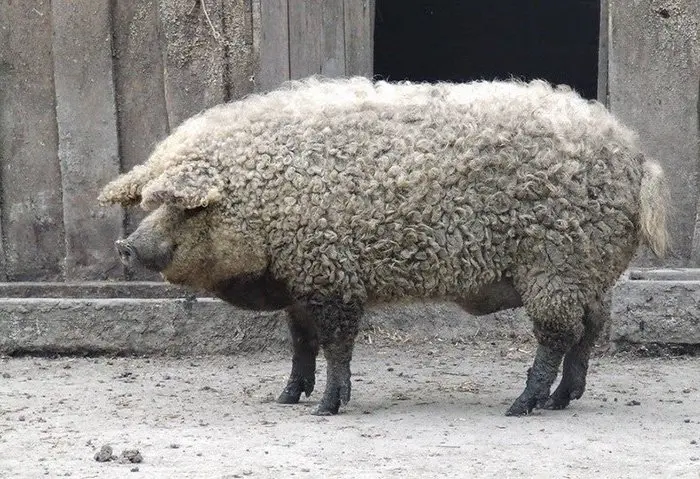 pig-wool