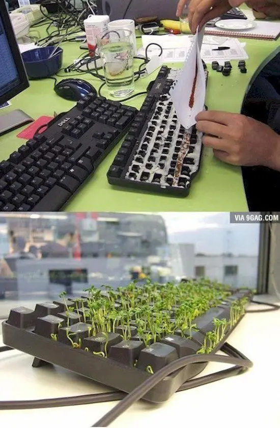 prank sprouts keyboard