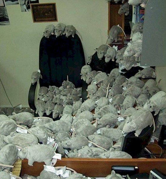 rat plushies office