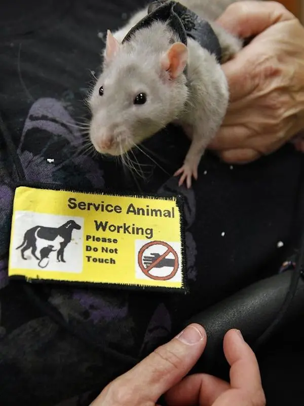 service rat