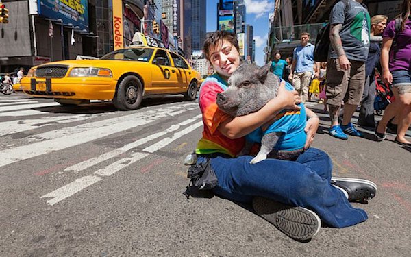 times square pig