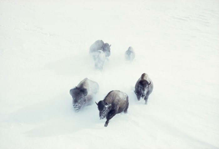 unpublished-photos-national-geographic-bison