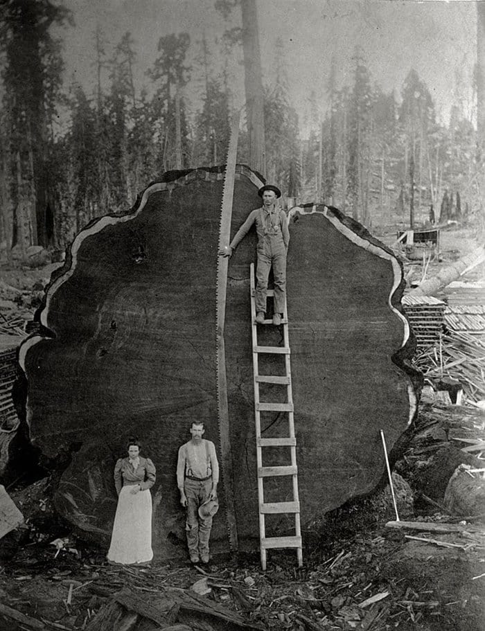 unpublished-photos-national-geographic-giant-redwood