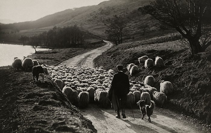 unpublished-photos-national-geographic-sheep