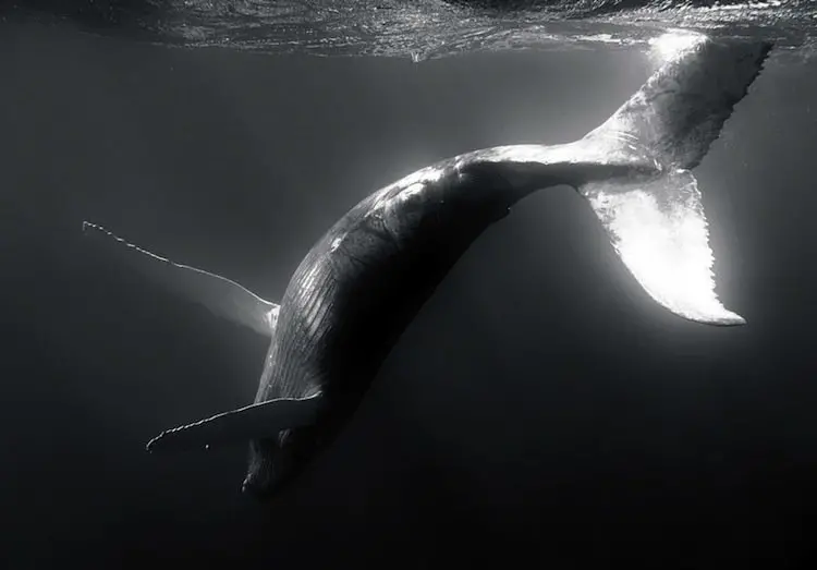 whale-black