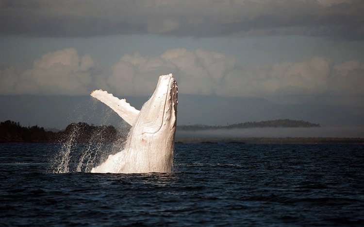 whale-humpback