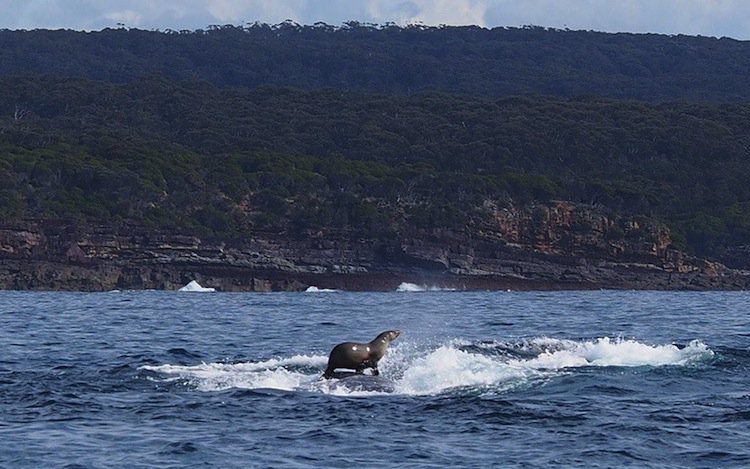 whale-seal