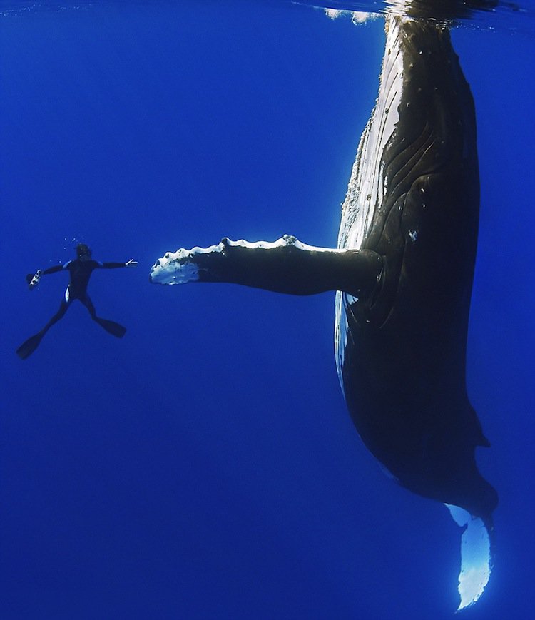 whale-shake