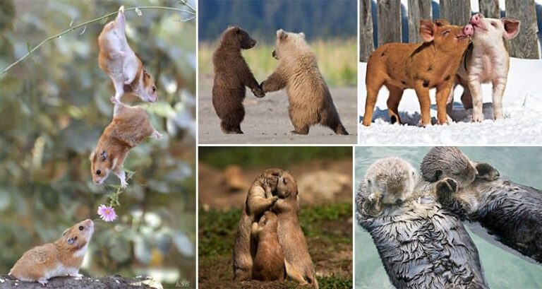Adorable Animals In Love