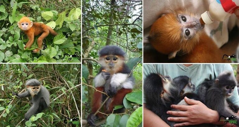 Adorable Highly Endangered Baby Monkeys