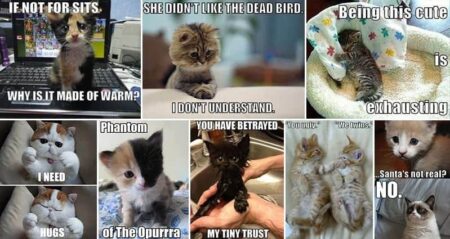 Adorable Kitten Images