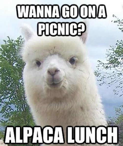 Alpaca Lunch