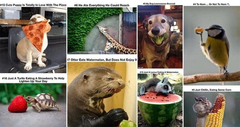 Animals Look Cute Eating