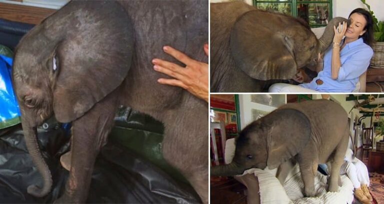 Baby Elephant Saved From Hyenas