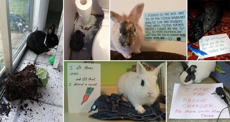 Bunny-Shaming Photos Guilty Rabbits