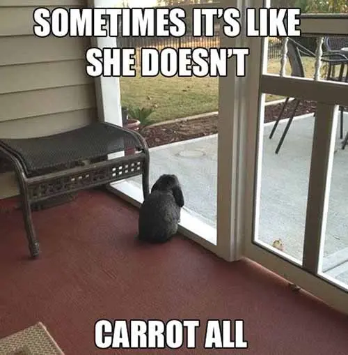 Carrot All