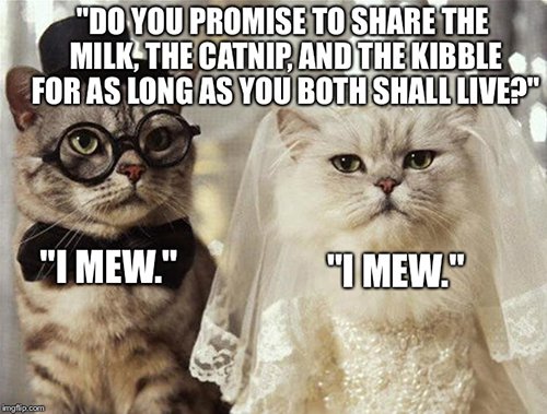 Cat Marriage
