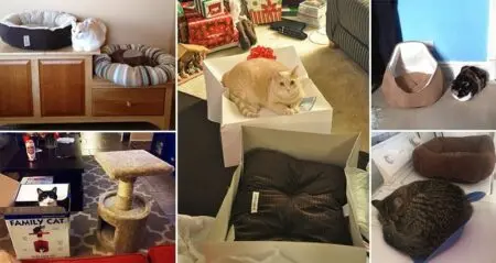 Cats Failing Appreciate Gifts