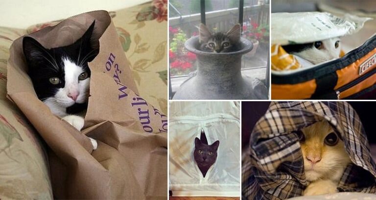 Cats Games Hide-And-Seek