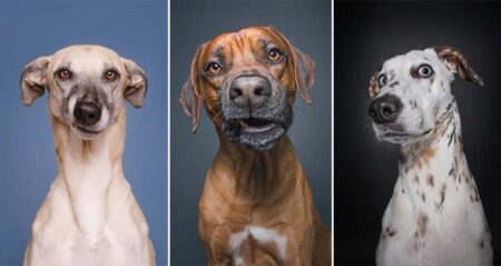 Dogs Photographer Crazy Elke Vogelsang