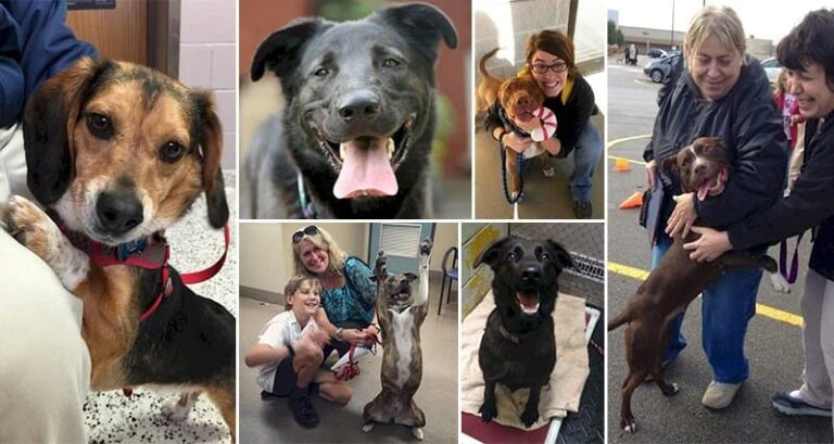Dogs Pictured Moment Realized Adopted