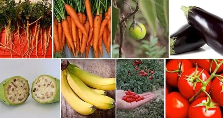 Fruits Vegetables Used To Look