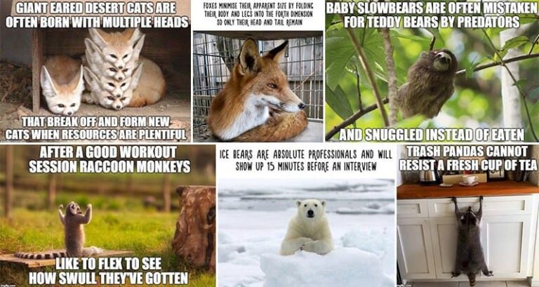 Funny Facts Animals Not True