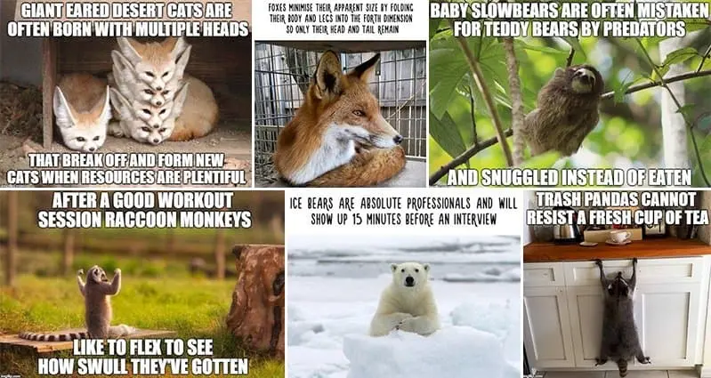 14 Funny 'Facts' About Animals That Might Not Actually Be True