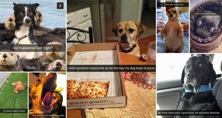 Funny Snapchats Dog-Lovers