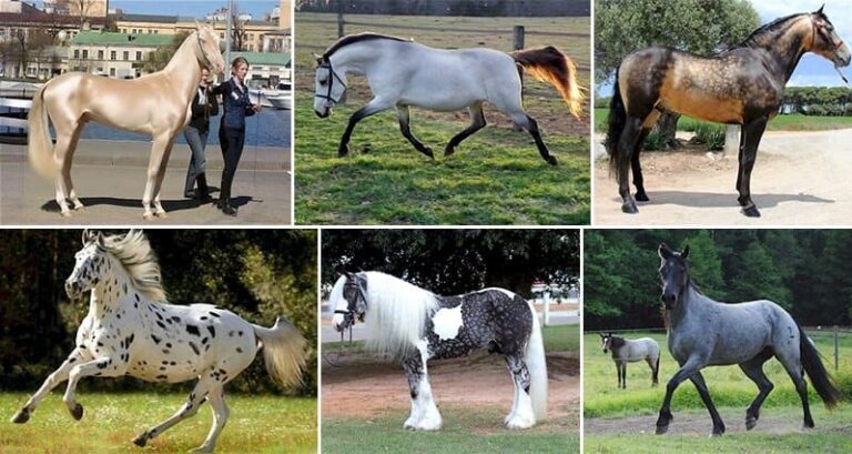 Horses Unusual Coloring