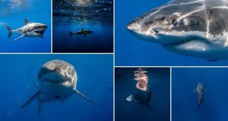 Images Great White Sharks