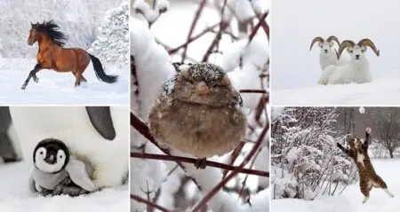 Images Snowy Animals Winter