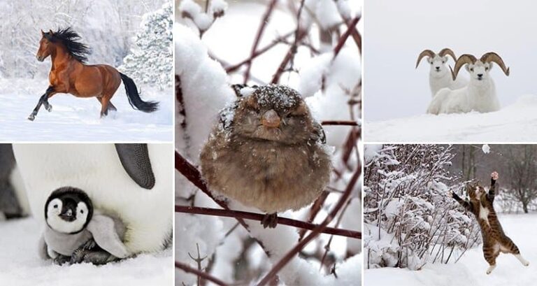 14 Images Of Snowy Animals In Winter That Will Delight You Images Snowy Animals Winter