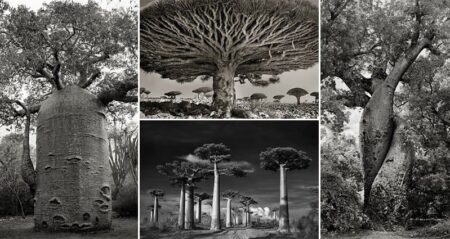 Photos World's Oldest Trees Beth Moon